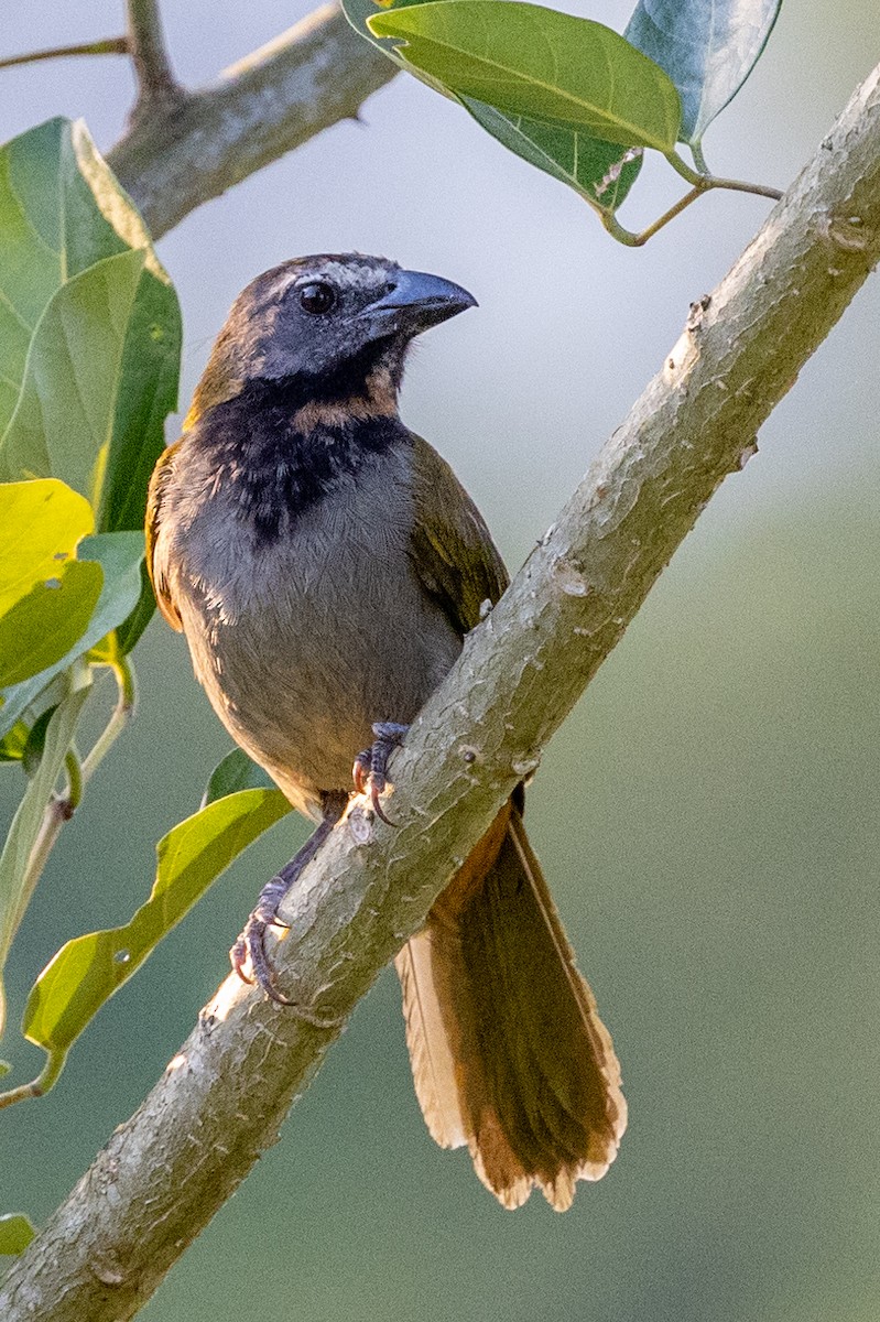 Saltator des grands-bois - ML620880938