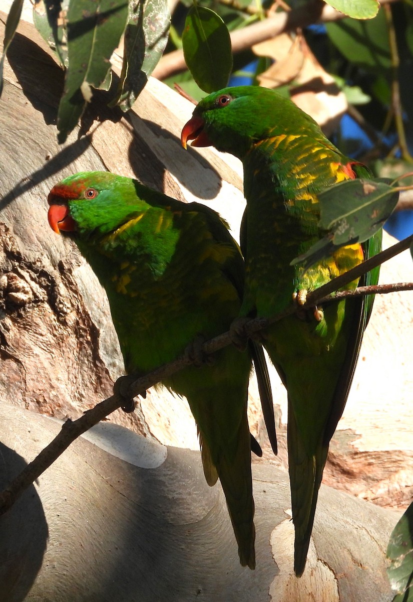 Scaly-breasted Lorikeet - ML620880939