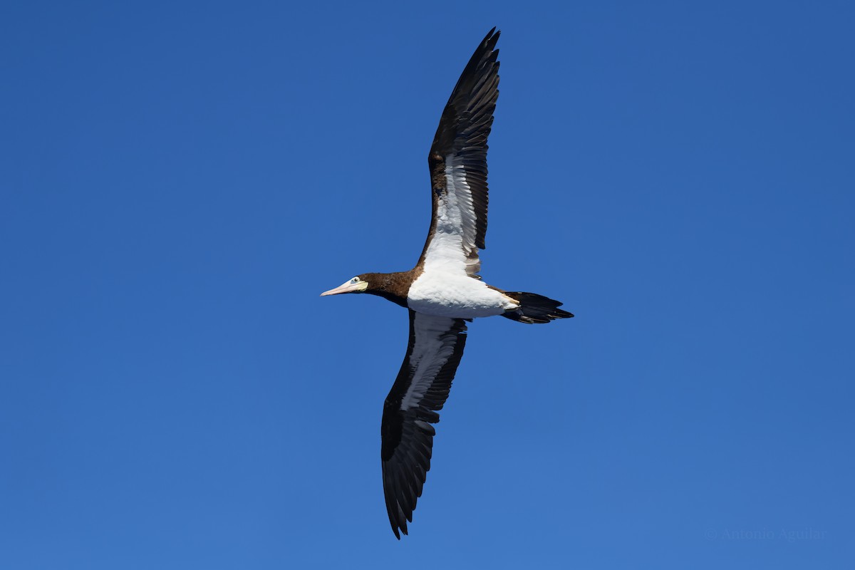 Brown Booby - ML620880941