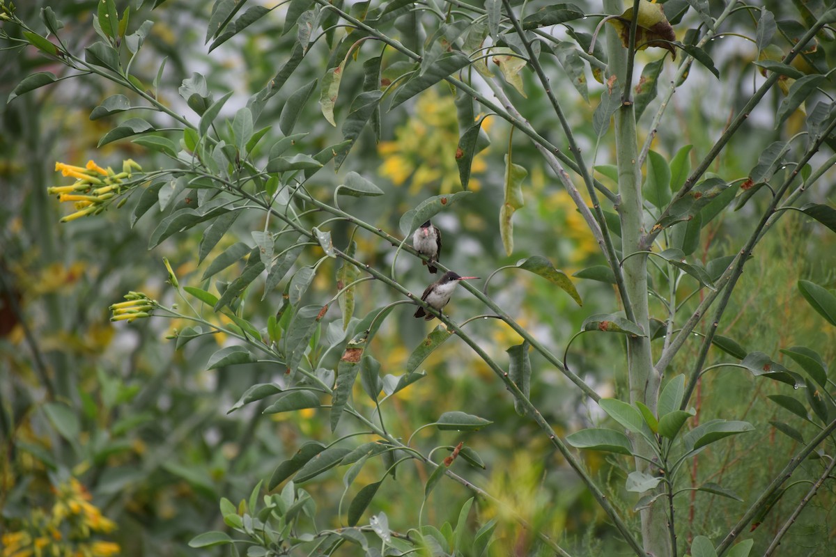 Violet-crowned Hummingbird - ML620880942