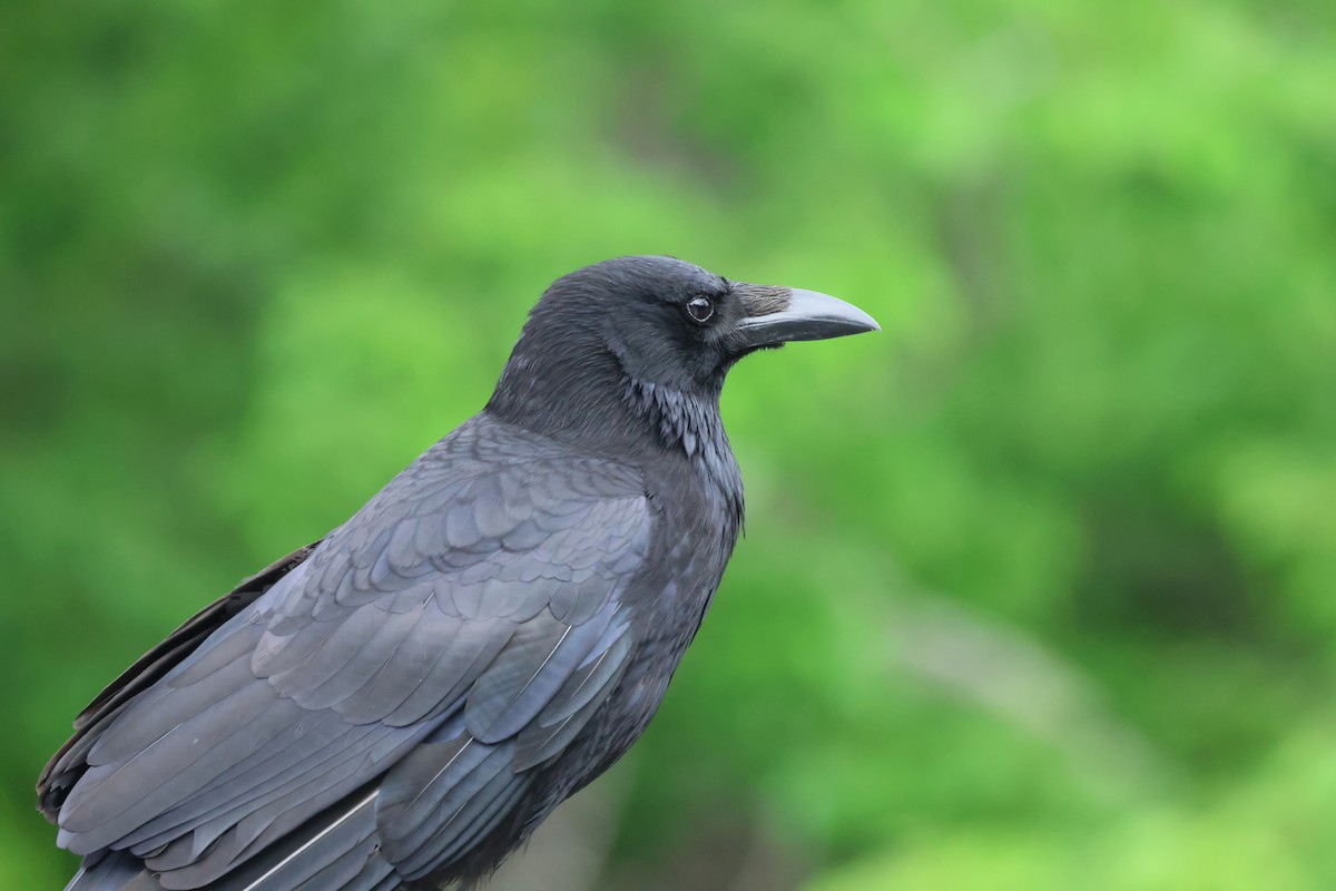 Carrion Crow (Eastern) - ML620880964