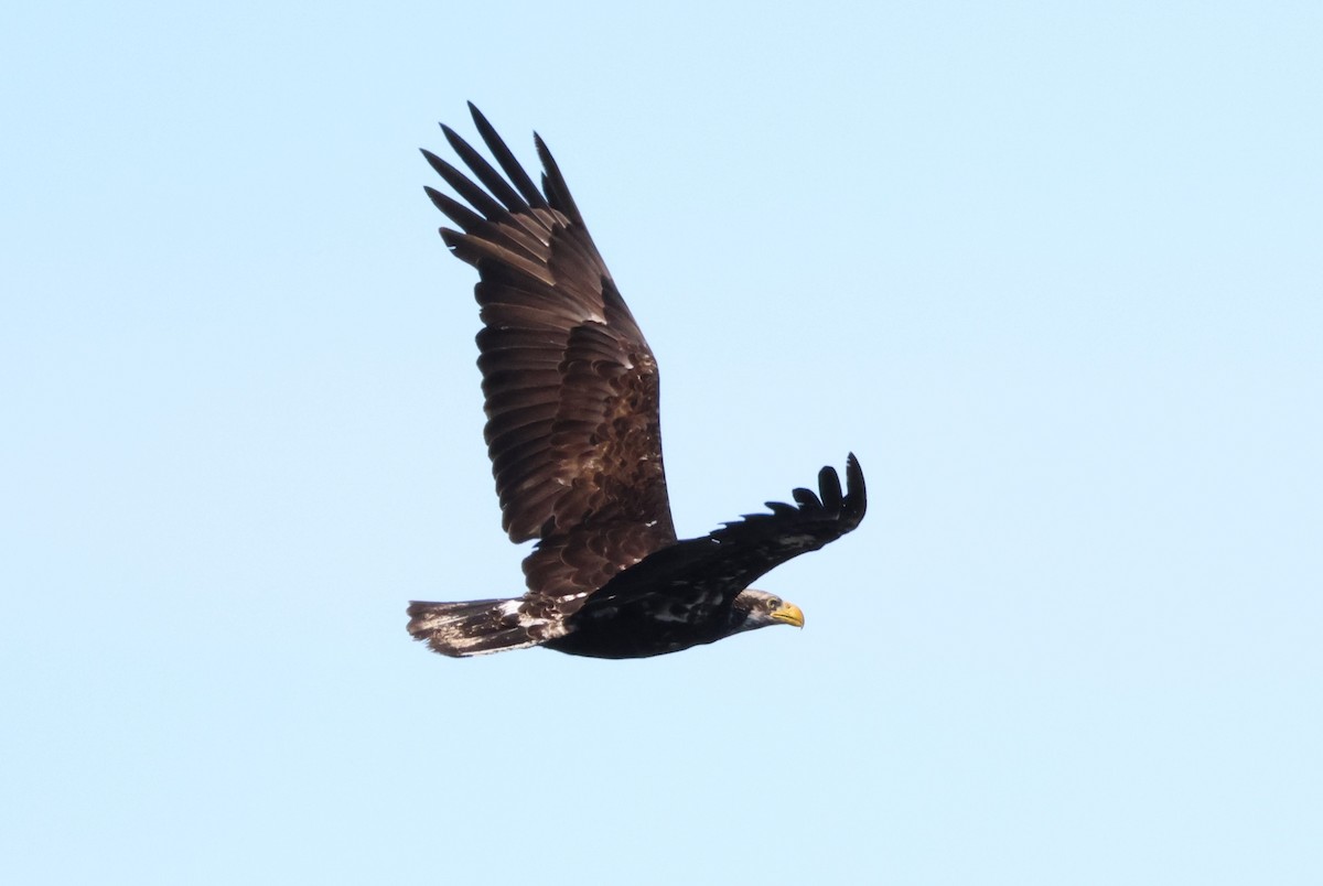 Bald Eagle - ML620880965