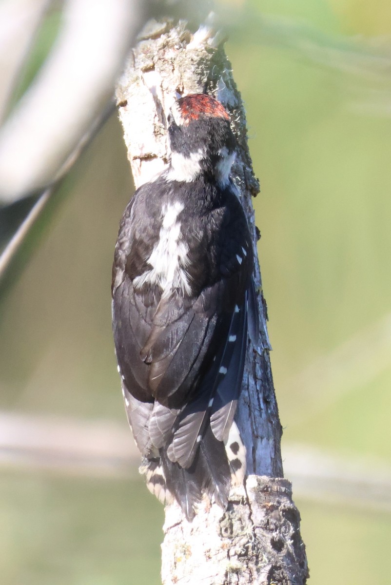 Downy Woodpecker - ML620880970