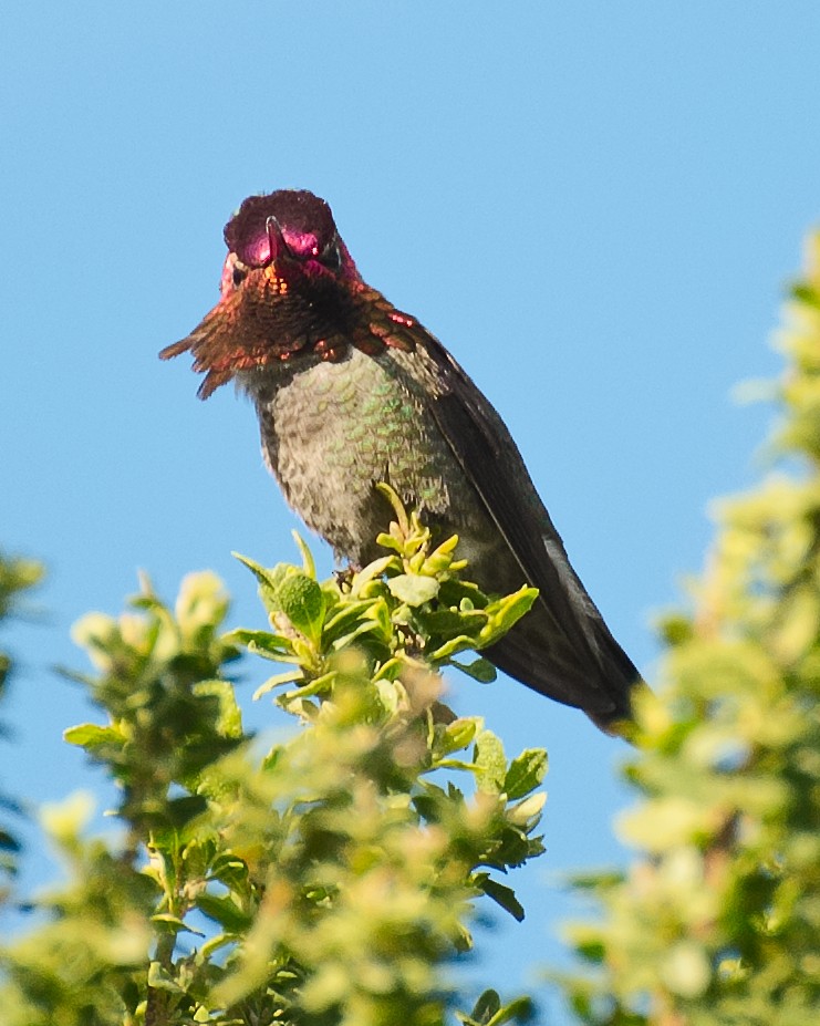 rødmaskekolibri - ML620880980