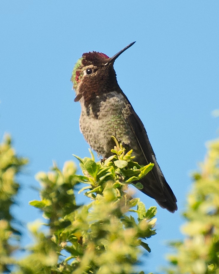 Anna's Hummingbird - ML620880981