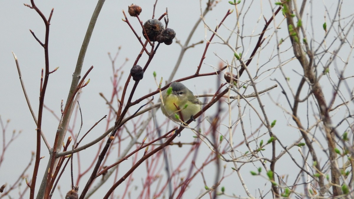 Vireo de Filadelfia - ML620880988