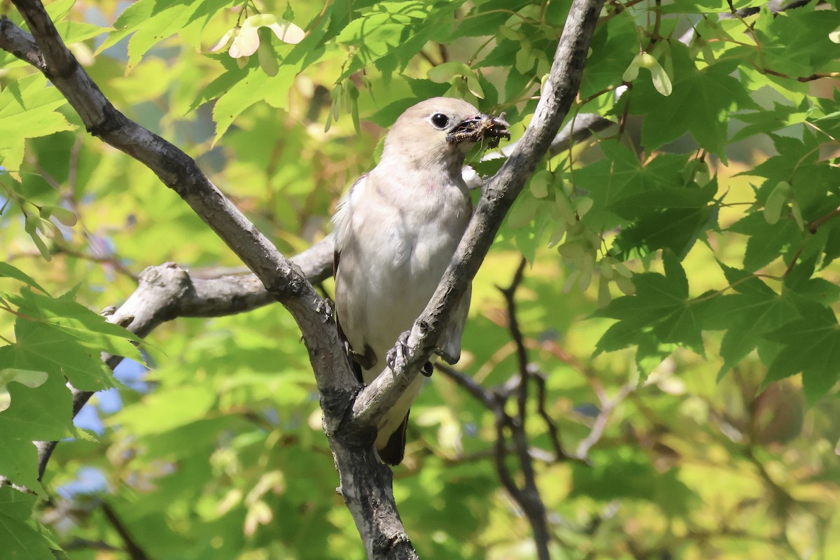 Chestnut-cheeked Starling - ML620881002