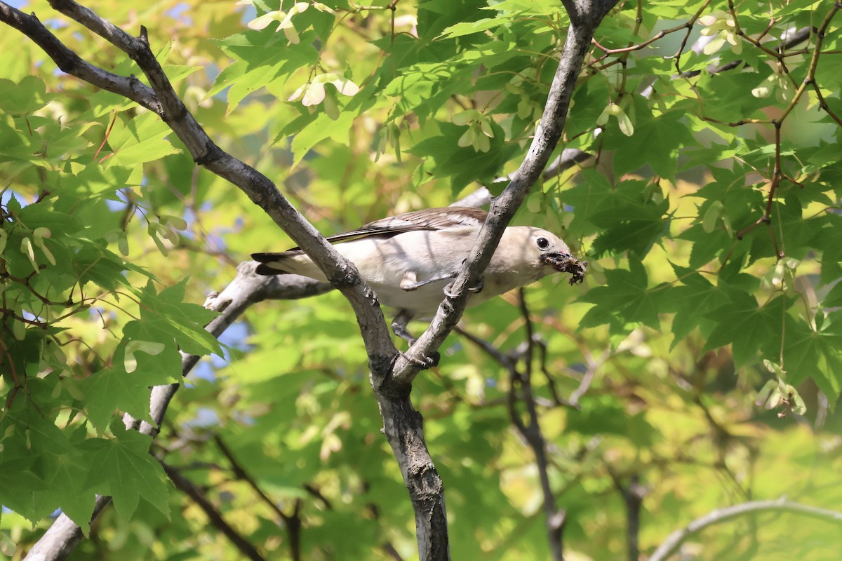 Chestnut-cheeked Starling - RIIO LU