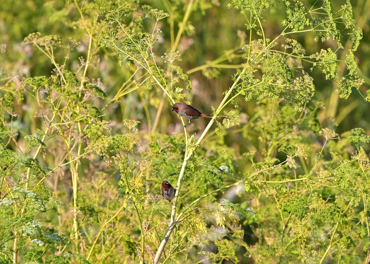 Scaly-breasted Munia - ML620881005