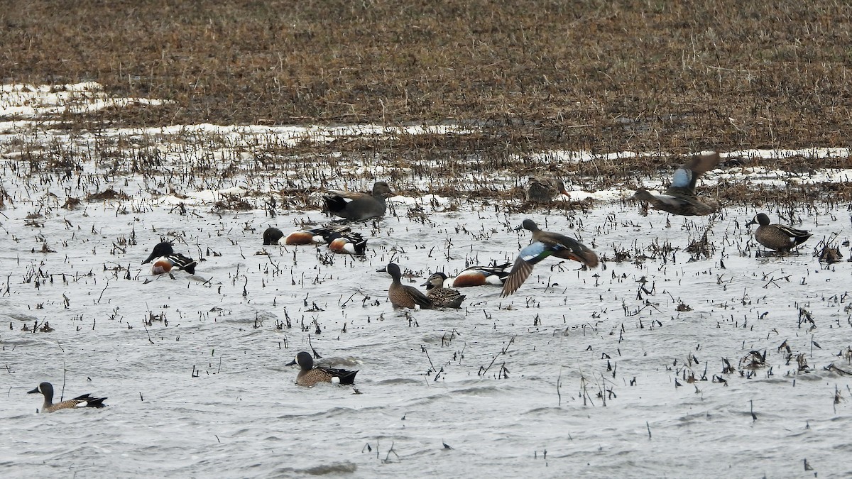 Blue-winged Teal - ML620881047