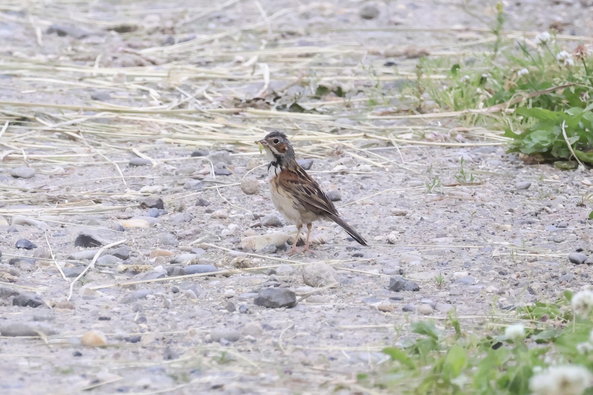 Chestnut-eared Bunting - ML620881057