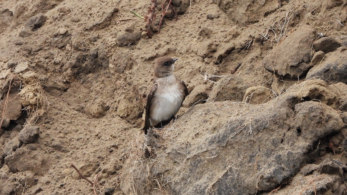 Northern Rough-winged Swallow - ML620881058