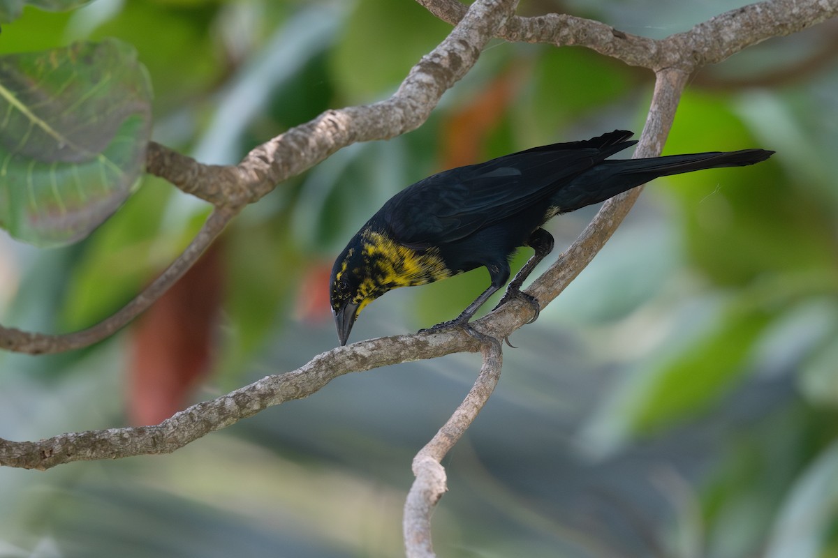 Yellow-hooded Blackbird - ML620881064