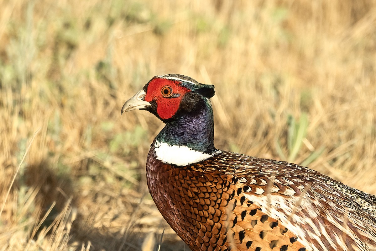 Ring-necked Pheasant - ML620881066
