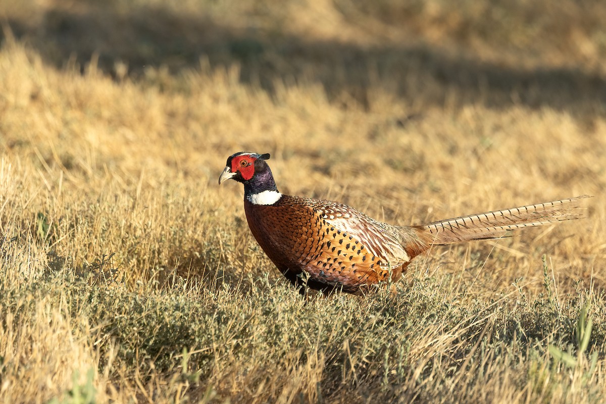 Ring-necked Pheasant - ML620881067