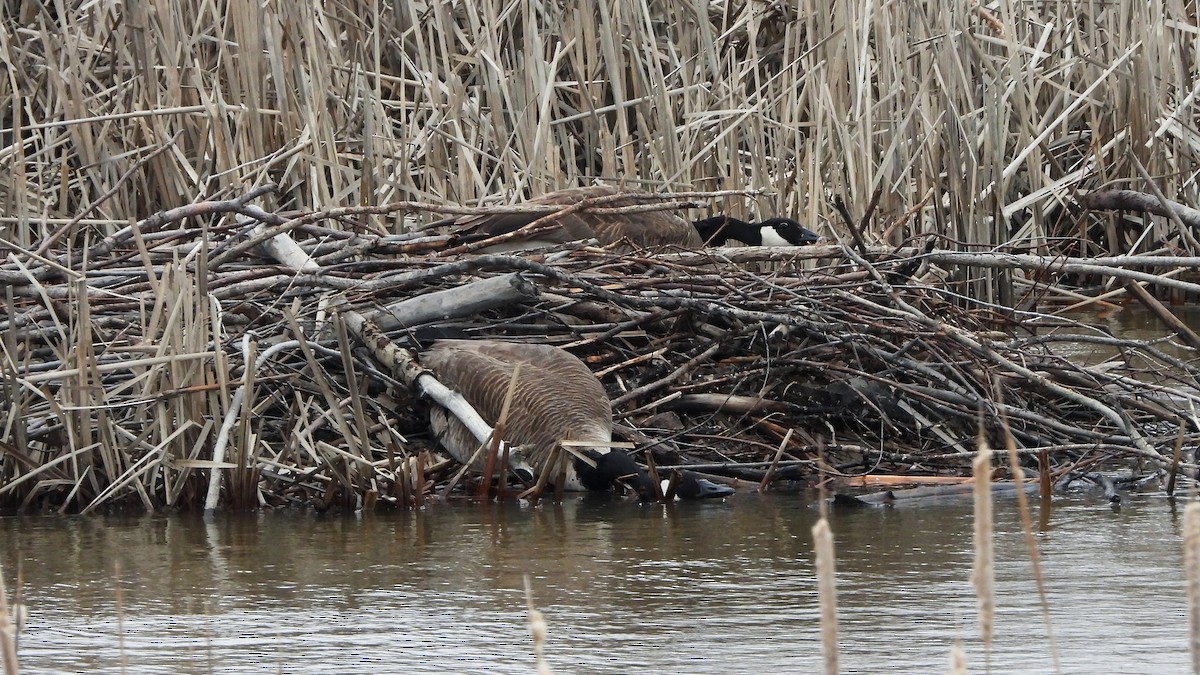 Canada Goose - ML620881070