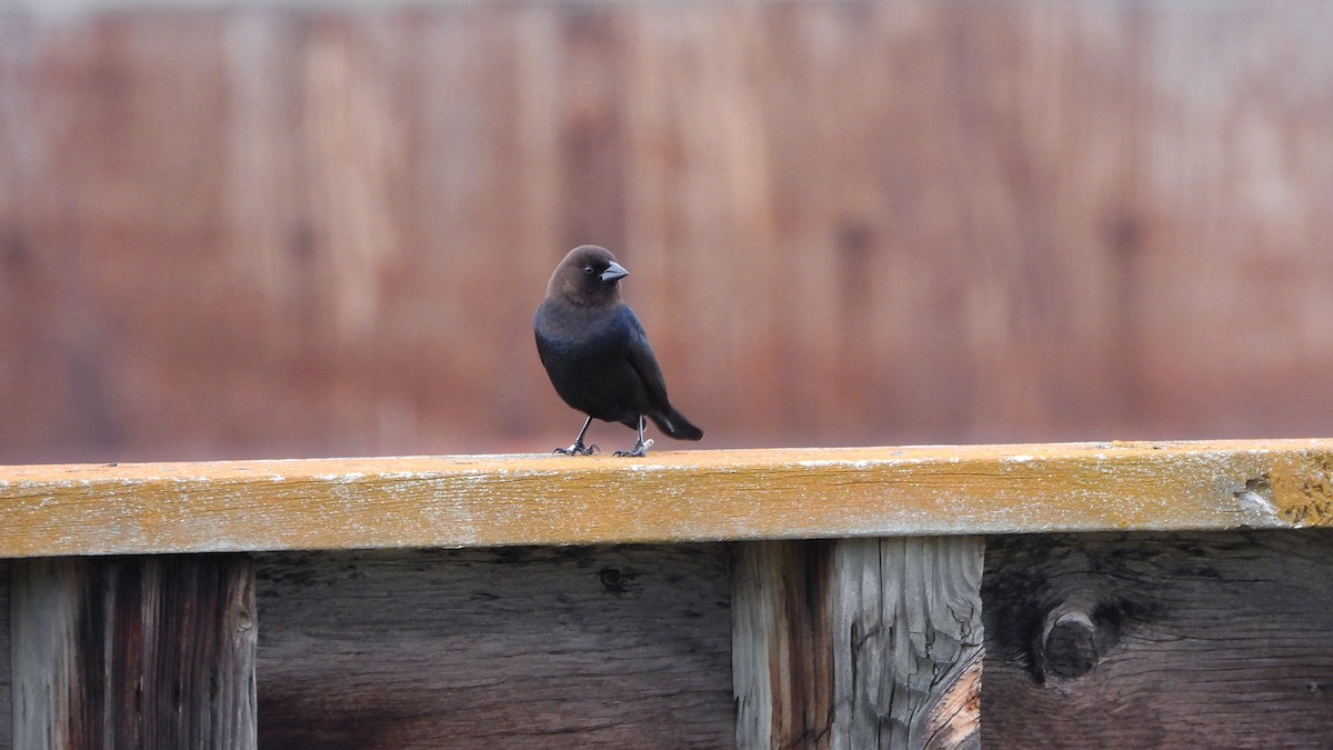 Brown-headed Cowbird - ML620881082