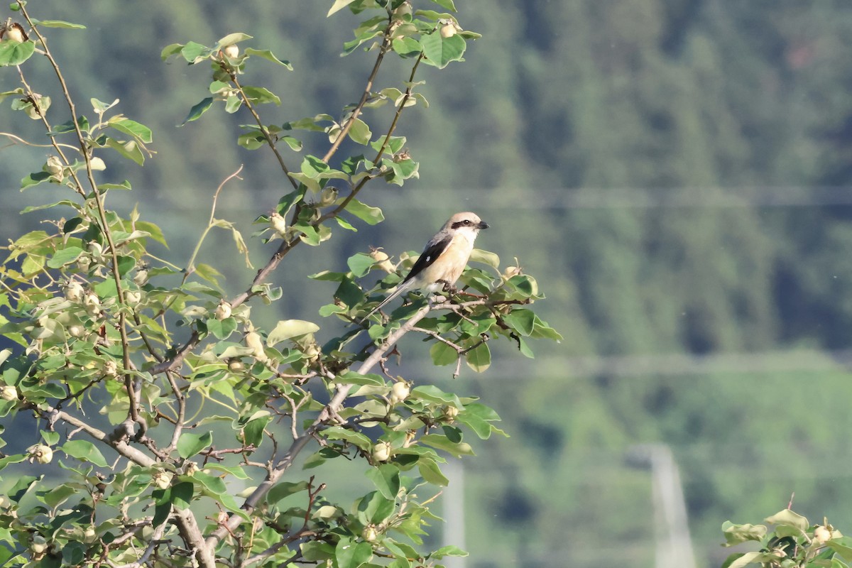 Bull-headed Shrike - ML620881083