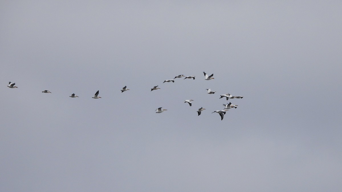 American White Pelican - ML620881085