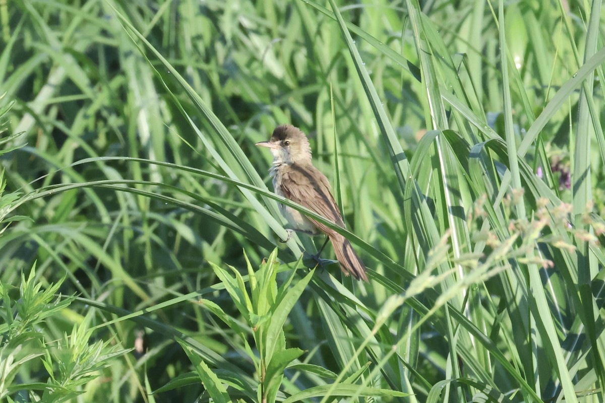 Oriental Reed Warbler - RIIO LU
