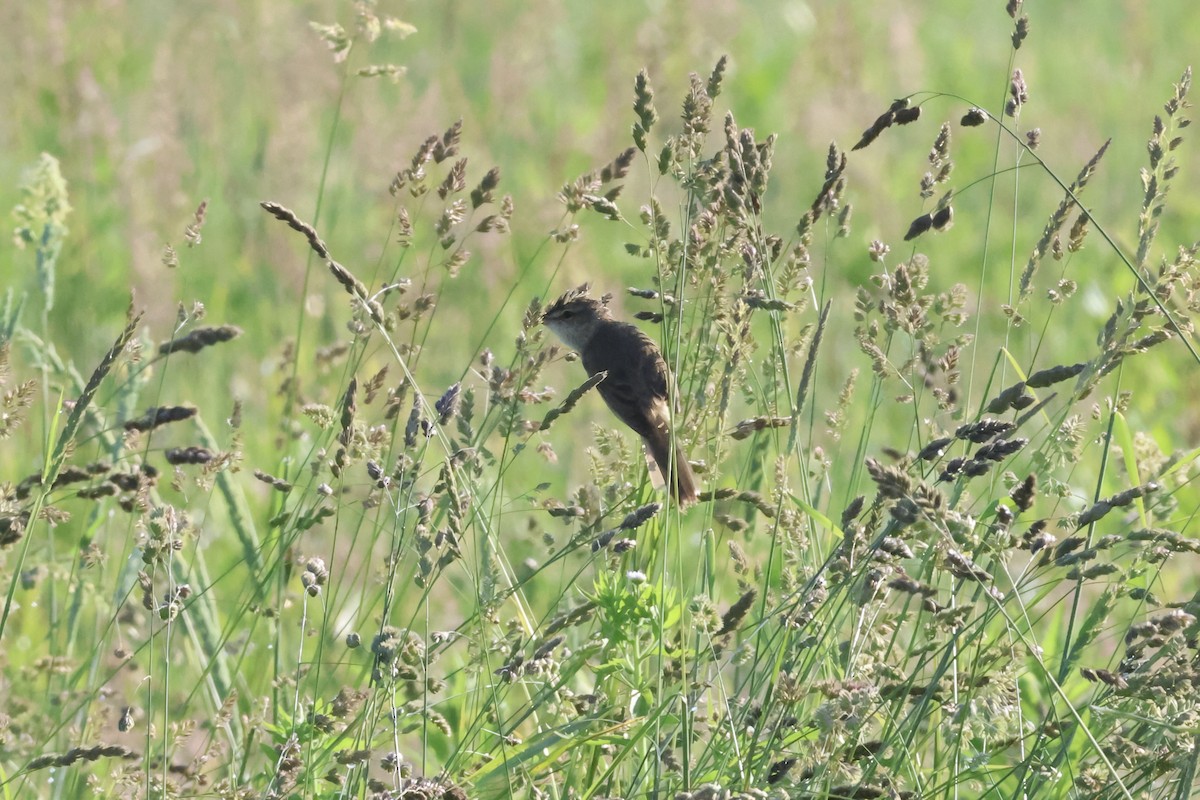 Oriental Reed Warbler - ML620881090