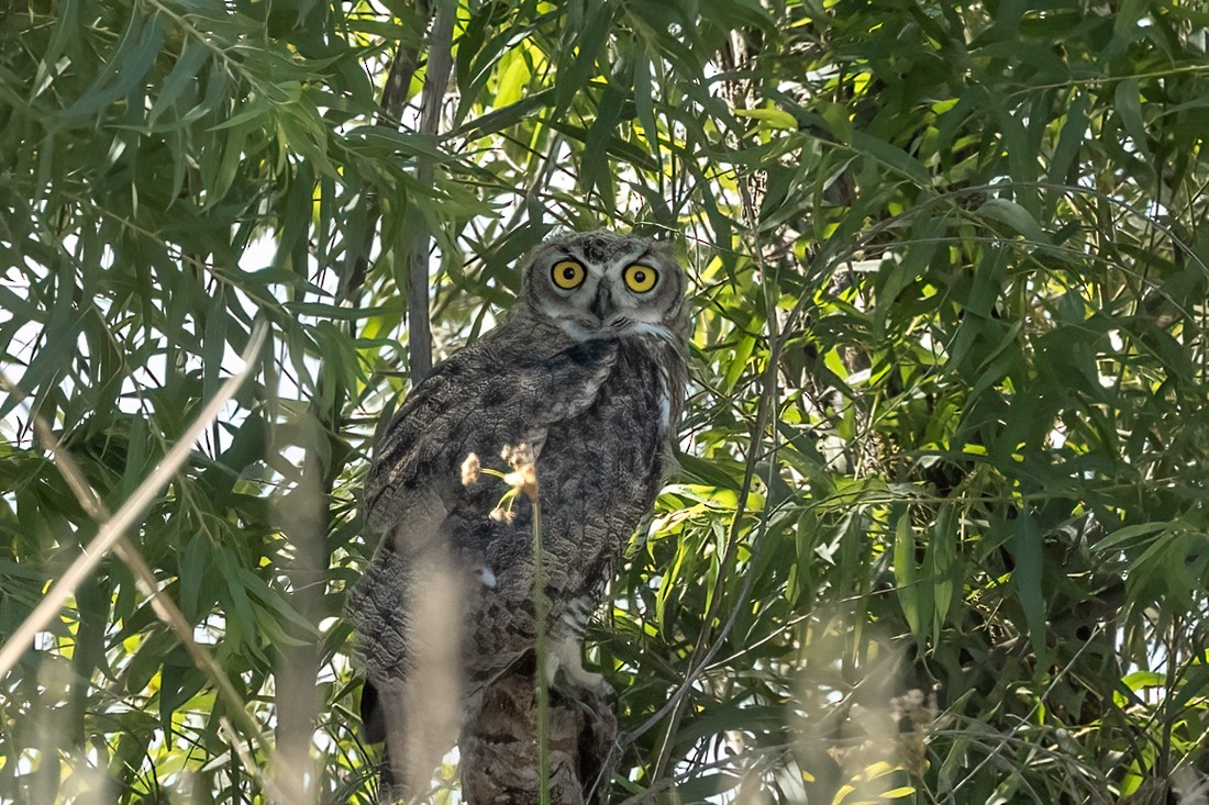 Great Horned Owl - ML620881091