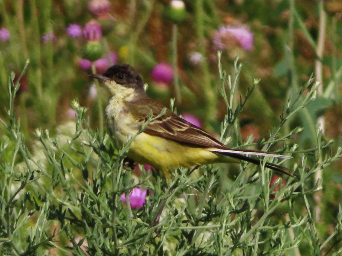 Western Yellow Wagtail - ML620881113