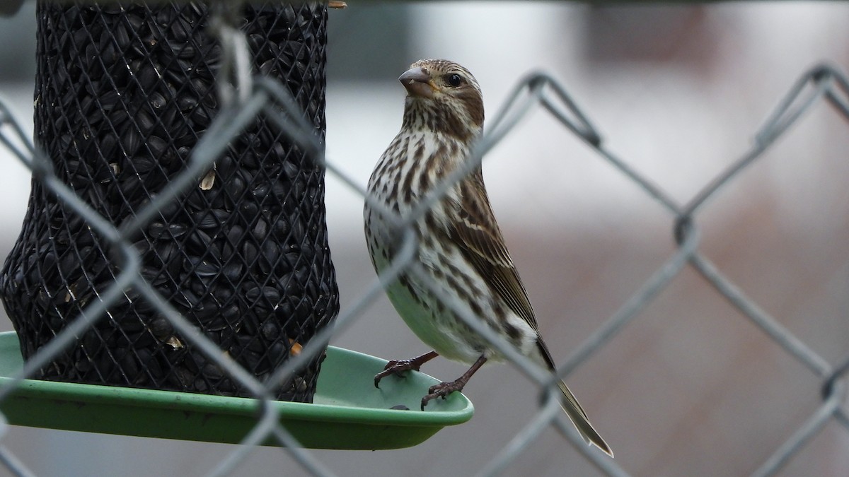 Purple Finch - ML620881120