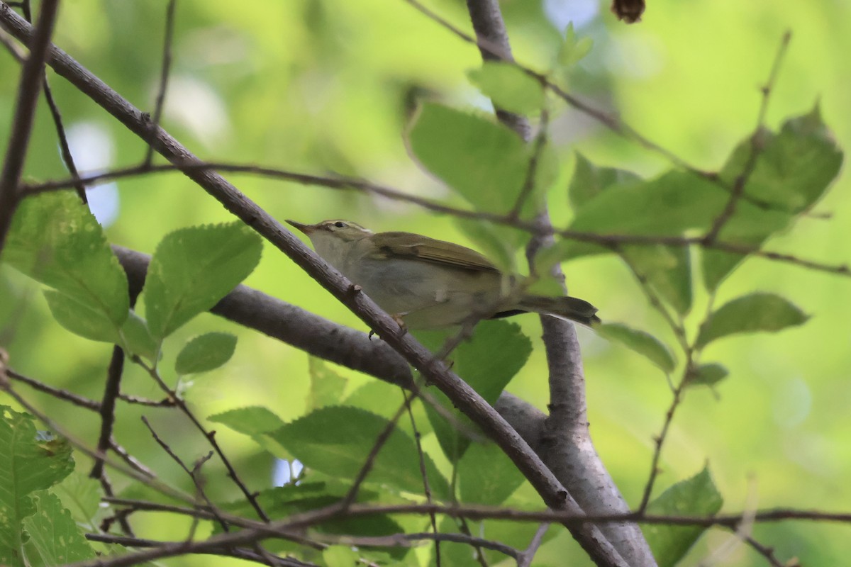 Kamchatka Leaf Warbler - ML620881122