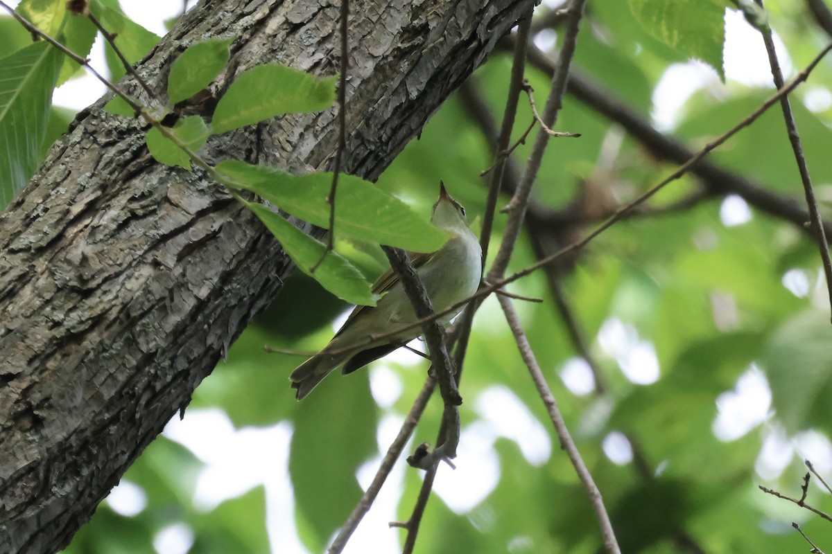 Kamchatka Leaf Warbler - ML620881125