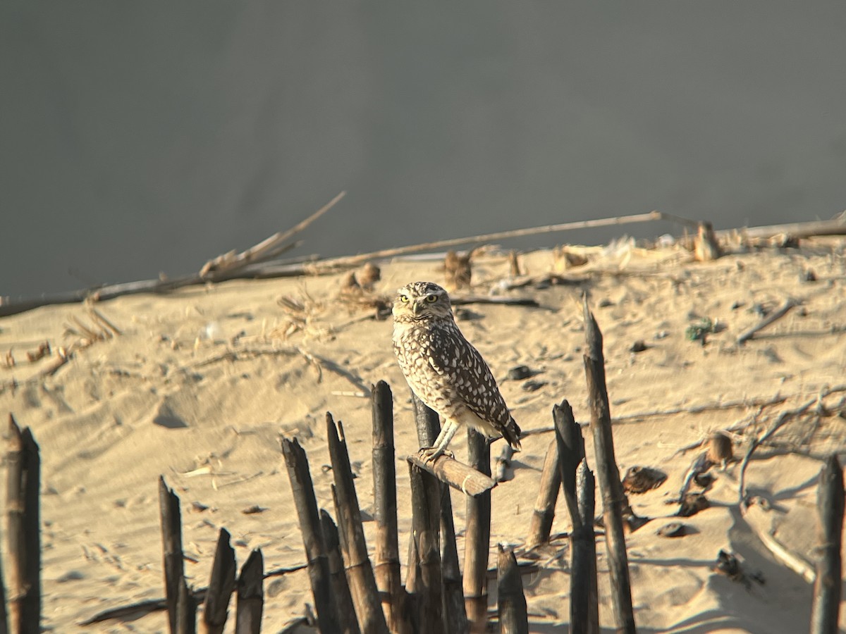 Burrowing Owl - ML620881127