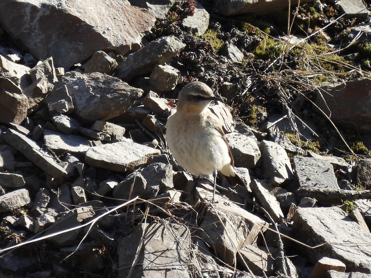 Northern Wheatear - ML620881152