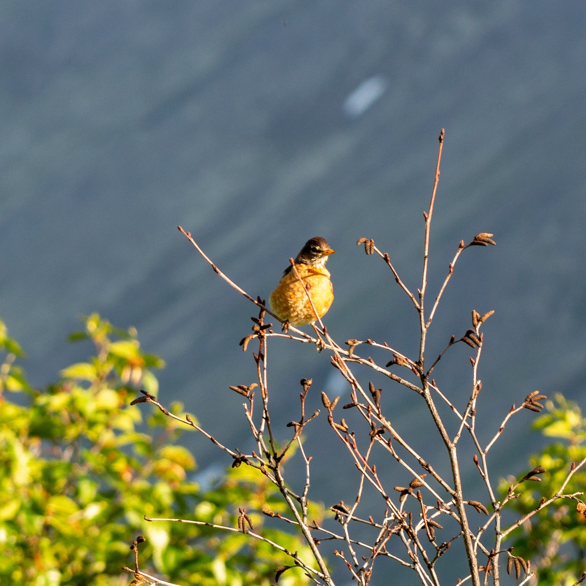 drozd stěhovavý [skupina migratorius] - ML620881154