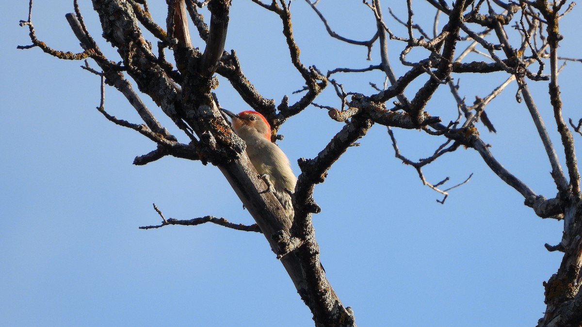 Red-bellied Woodpecker - ML620881156