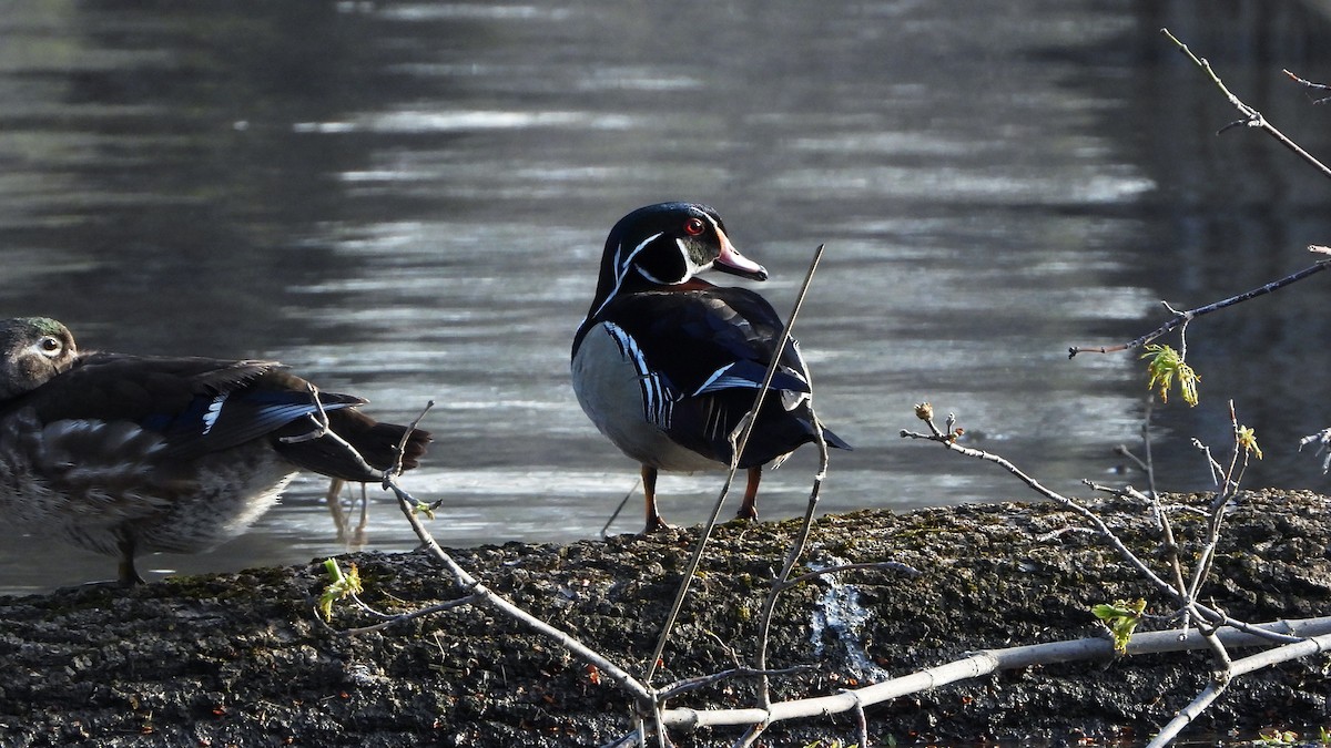 Wood Duck - ML620881159