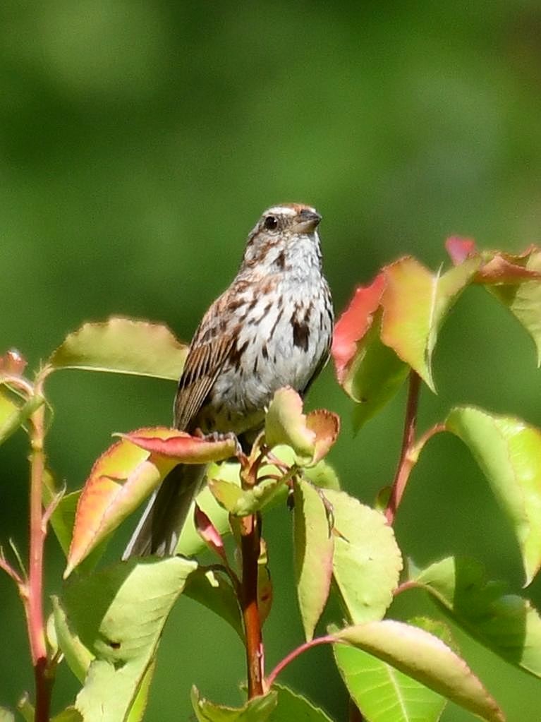 Song Sparrow - ML620881160