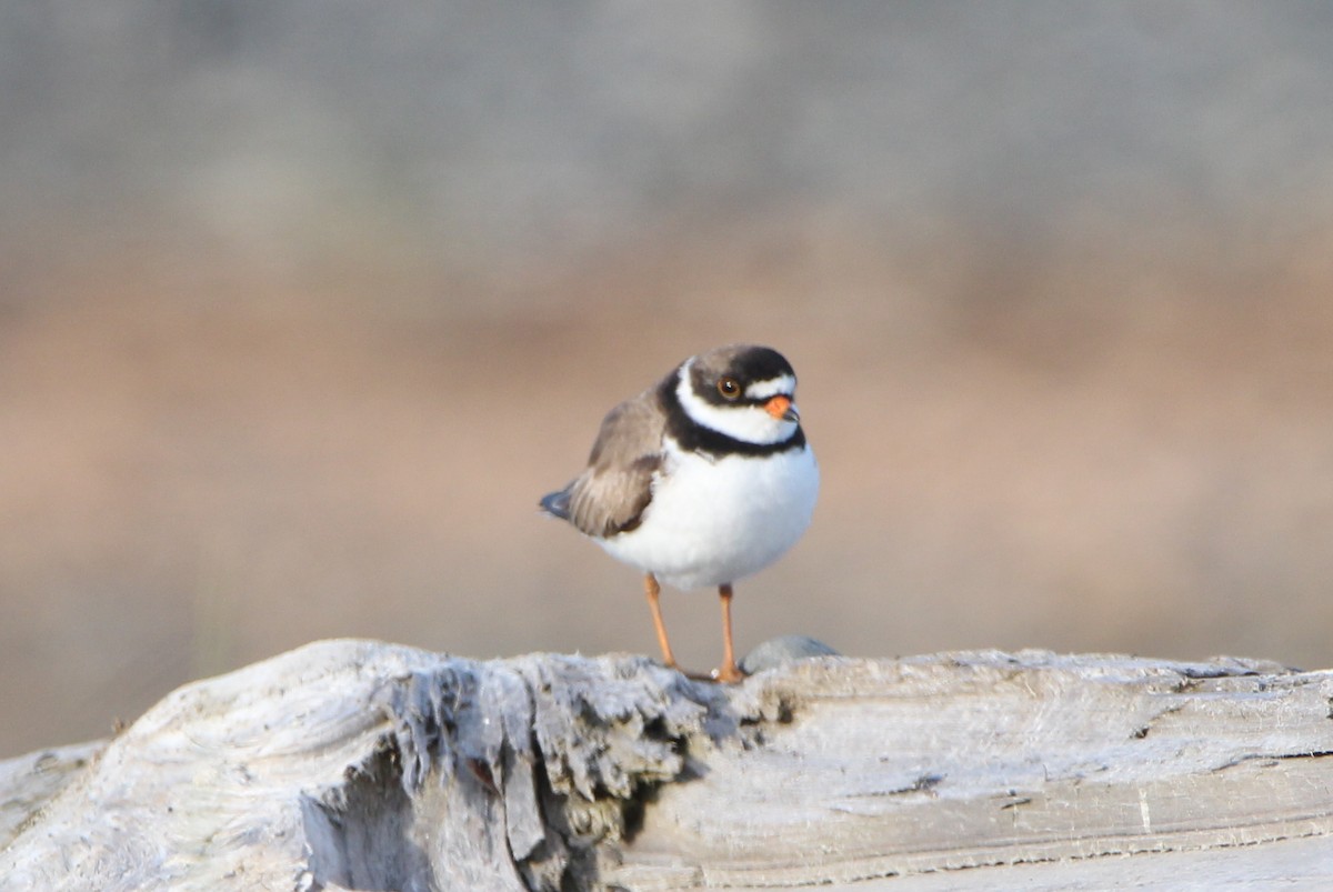 Semipalmated Plover - ML620881162