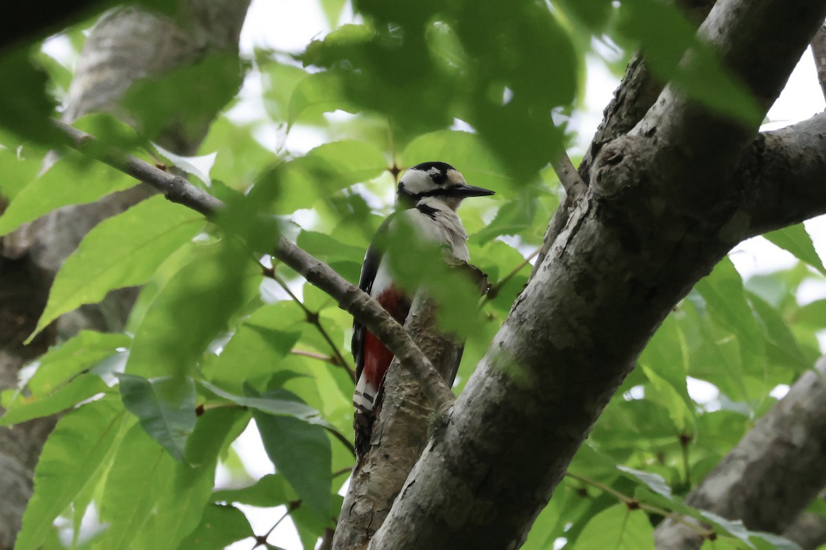 Great Spotted Woodpecker (japonicus) - ML620881163