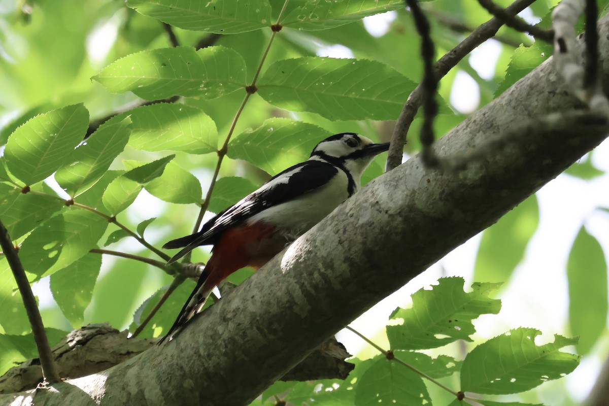 Great Spotted Woodpecker (japonicus) - ML620881164