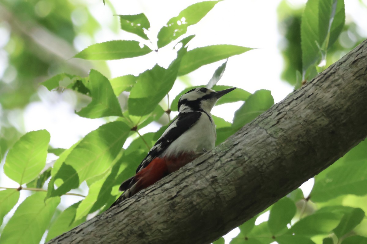 strakapoud velký (ssp. japonicus) - ML620881165