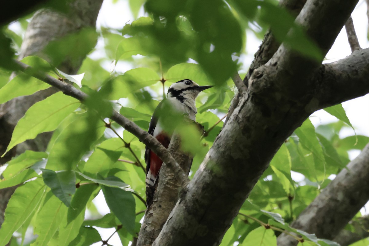 Great Spotted Woodpecker (japonicus) - ML620881166