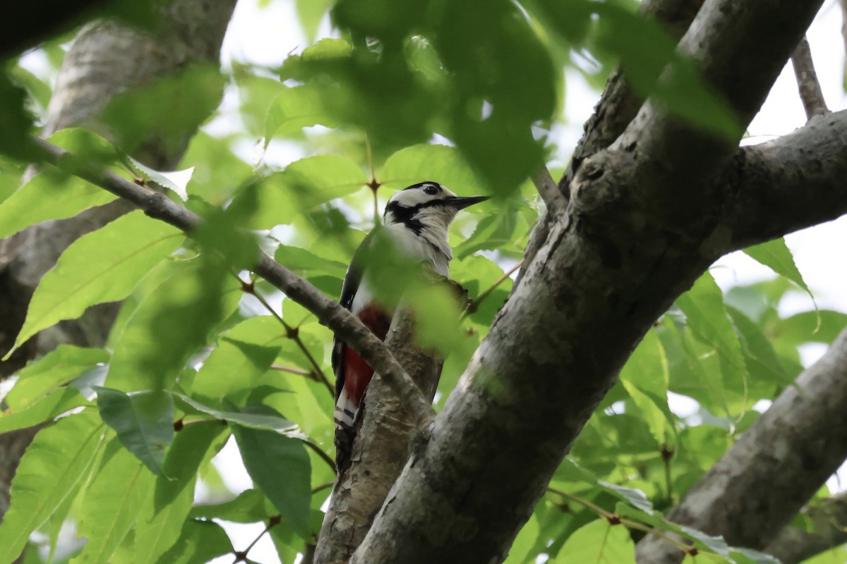 strakapoud velký (ssp. japonicus) - ML620881166