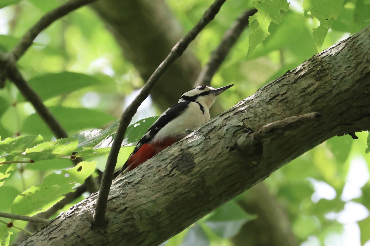 Great Spotted Woodpecker (japonicus) - ML620881167