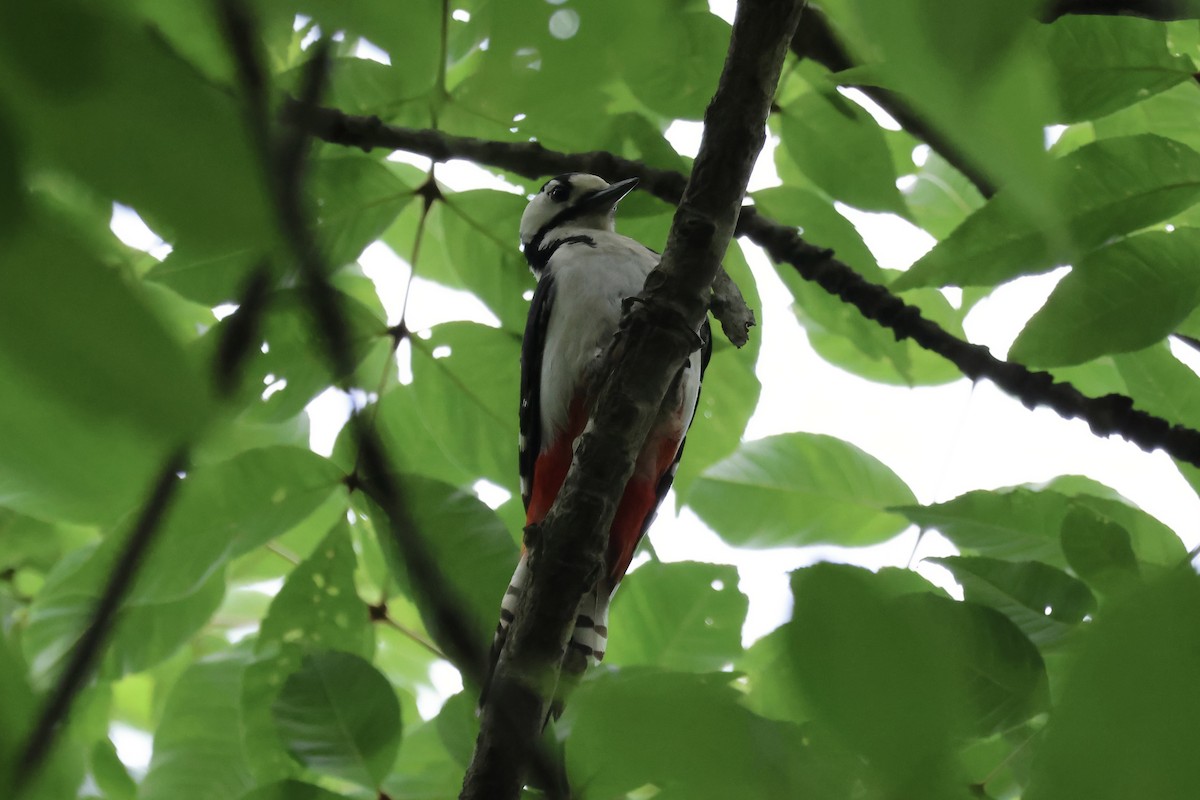 Great Spotted Woodpecker (japonicus) - ML620881168