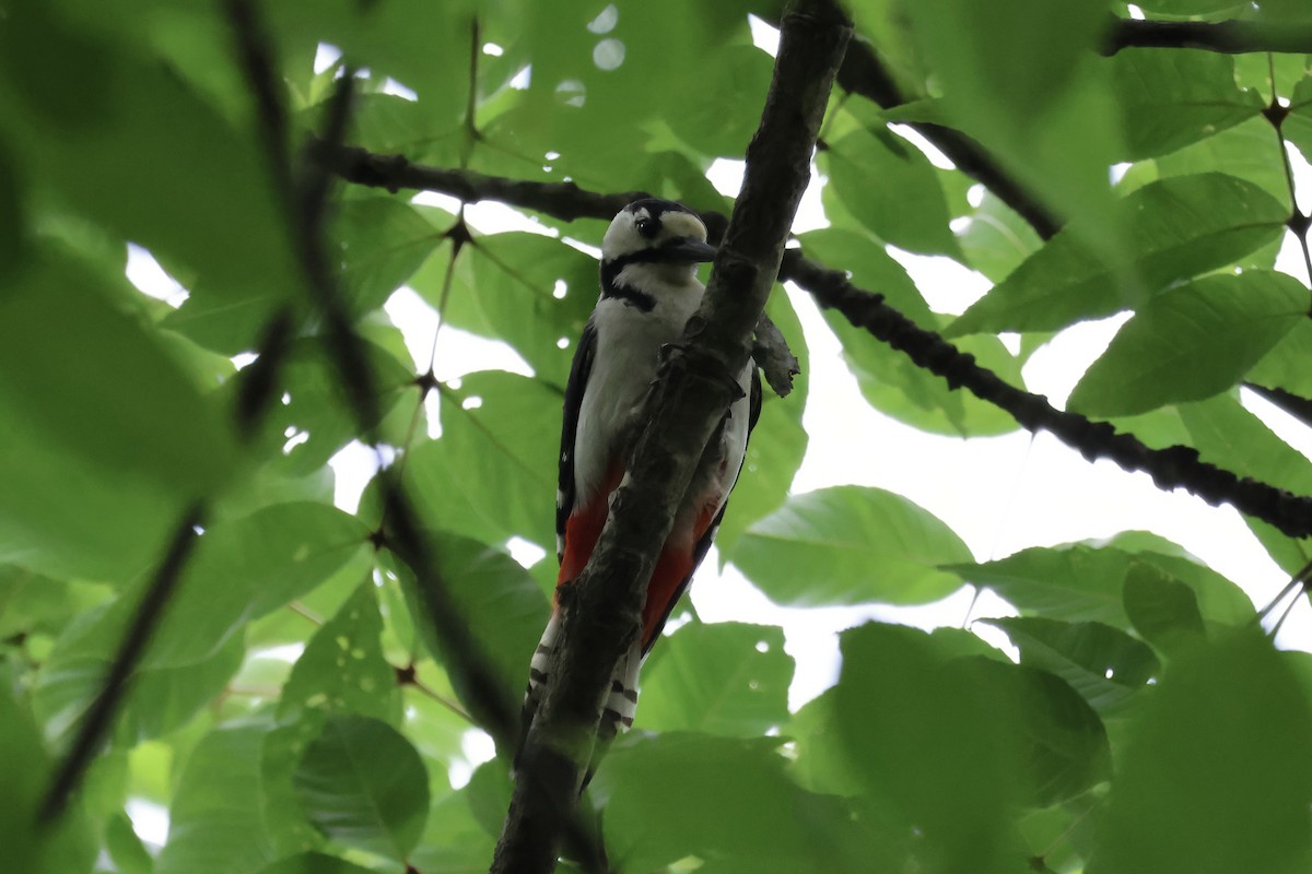 Great Spotted Woodpecker (japonicus) - ML620881169