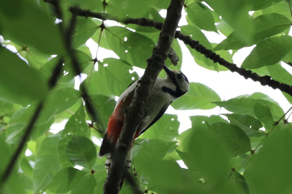 Great Spotted Woodpecker (japonicus) - ML620881170