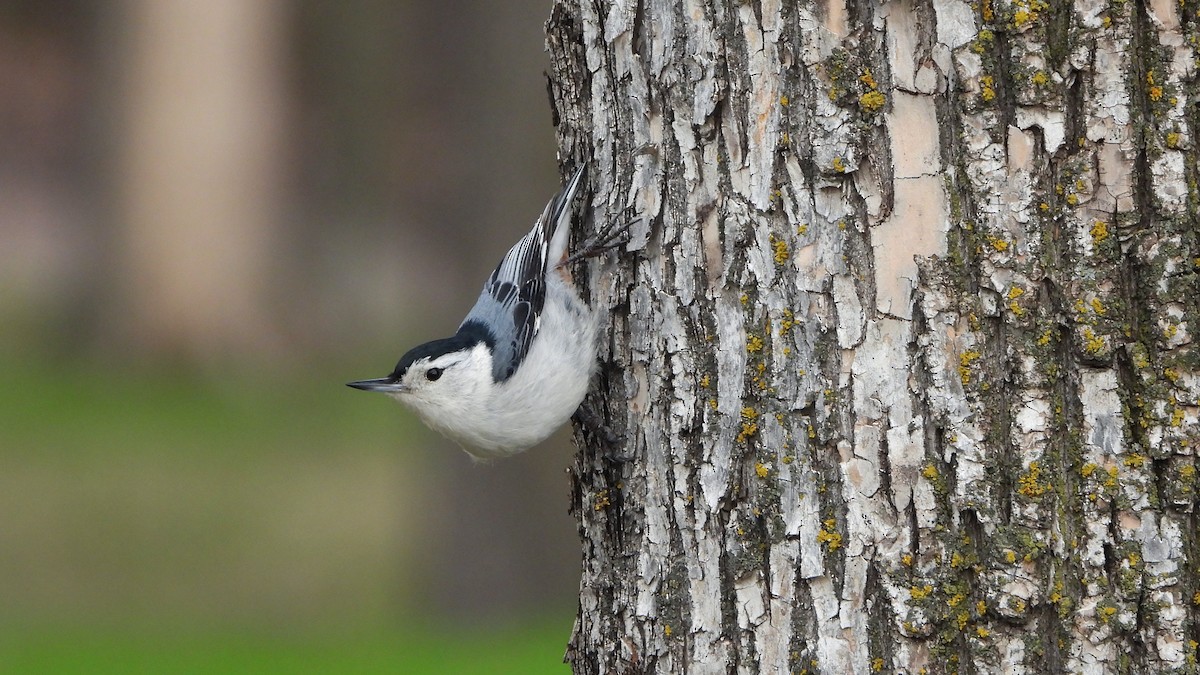 White-breasted Nuthatch - ML620881171
