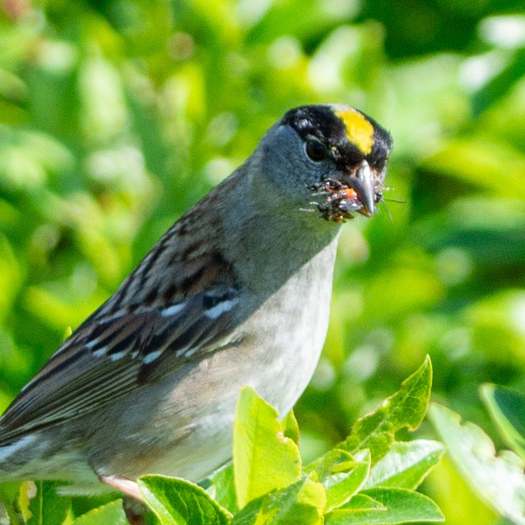 Golden-crowned Sparrow - ML620881173