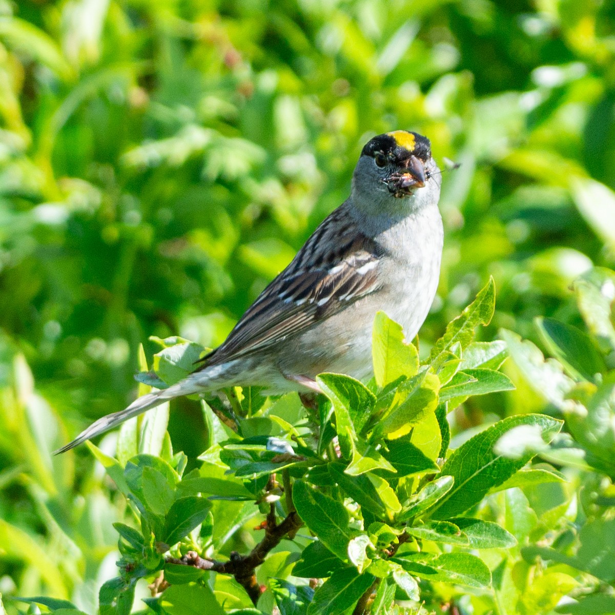 Golden-crowned Sparrow - ML620881175