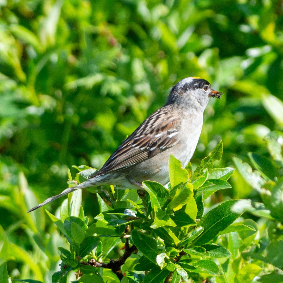 Golden-crowned Sparrow - ML620881176